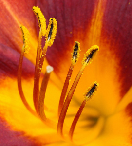 pollen on flower